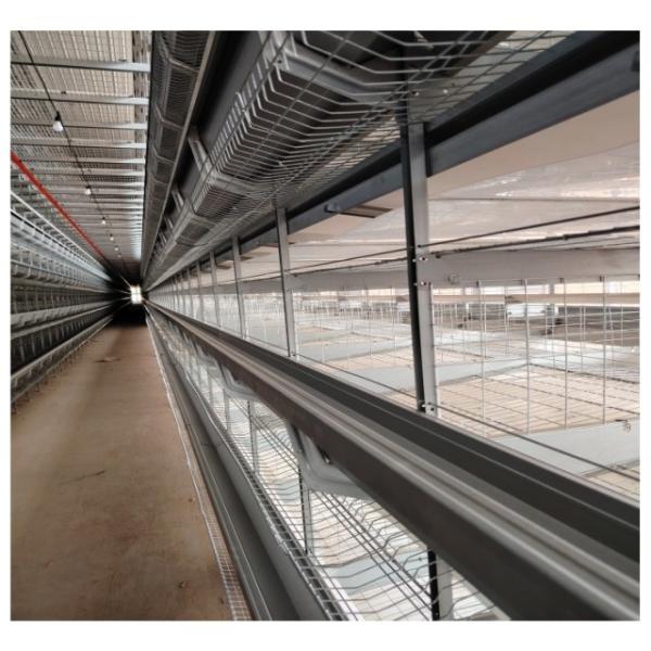 Cage de couche de poulet de type H Équipement de volaille automatique Poules Cage à batterie pour poulet de couche