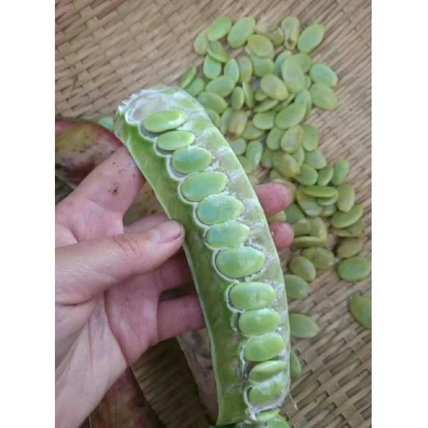 Arroz de jaboncillo secado al sol orgánico, frutas chinas secas, natural