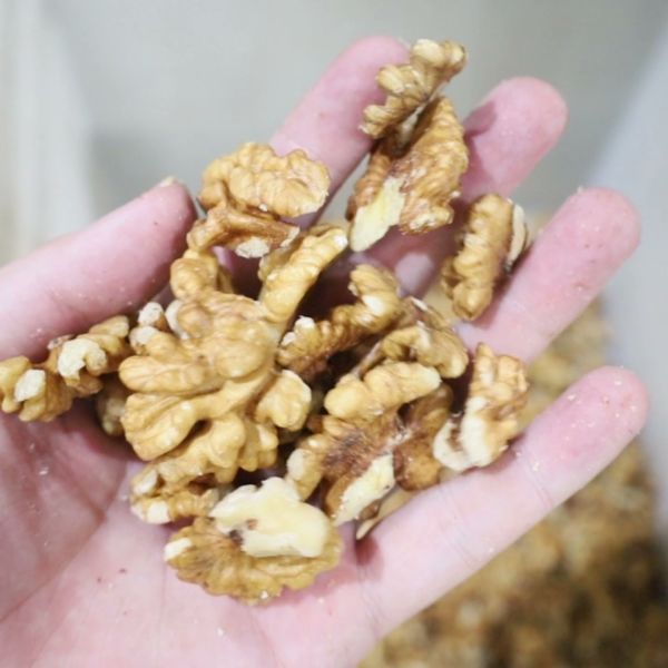 This Energy-Efficient Walnut Kernel Sorting System Uses Low Power Design For Reduced Operating Costs In Processing with 4-lane