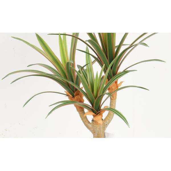 Flexible Glue Faux Dracaena Plant Black Plastic Pot 45 CM 62 CM 82 CM