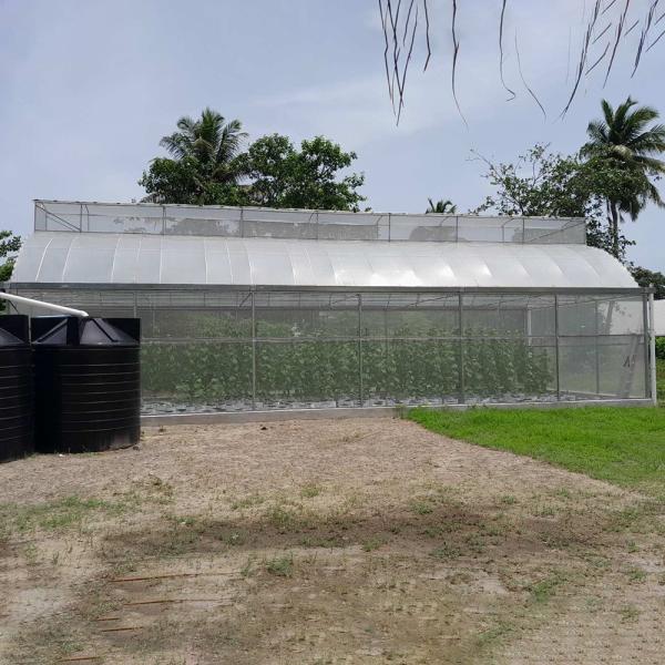 Metal Frame Covered Outdoor 6x15m Agricultural Commercial Green House Umbrella Roof Vent Greenhouse With Ventilation