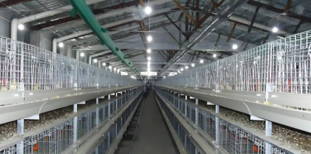 Low Maintenance Cost Prefabricated Steel Structure Poultry House with Suitable Temperature Control