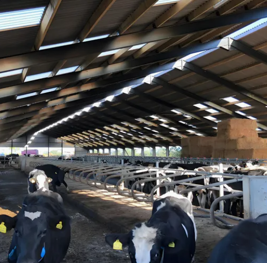 Hot-Dip Galvanized Steel Cattle Shed with Natural Ventilation and Customizable Design for Dairy and Beef Cattle
