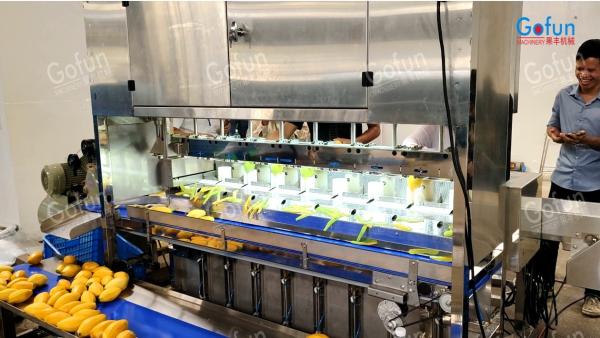 Industrial Dried Fruit Processing Line for Mango Apple Slices