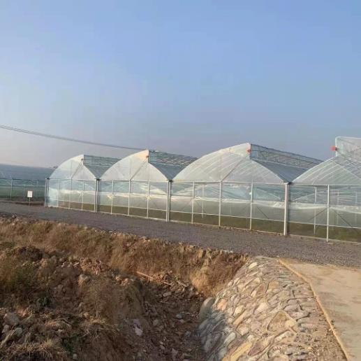 Sawtooth Roof Multi Span Plastic Film Greenhouse Width 6m 8m 9m