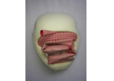 Environmental Friendly PVC Medical Training Simulators Anastomosis Bowel Model