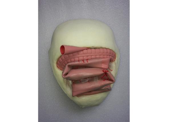 Environmental Friendly PVC Medical Training Simulators Anastomosis Bowel Model