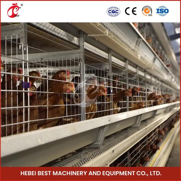 Poultry Farming Customized Chicken Battery Cage 100kg Weight Mia