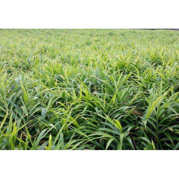 Amino Acid 75% for Water Soluble Fertilizer