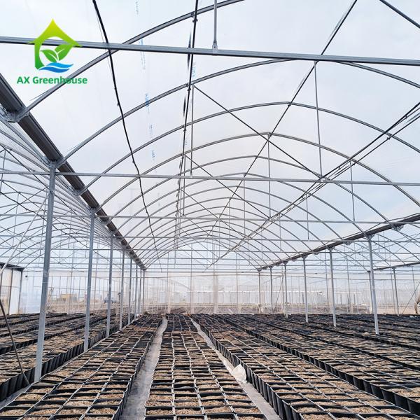 Multi Span Agricultural Plastic Film Tropical Greenhouse For Tomato