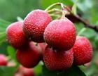 Hawthorn Fruit P.E. Total flavone5%-90%, Cardiovascular Health ,Promoting digest , Chinese manufacturer  hot sale