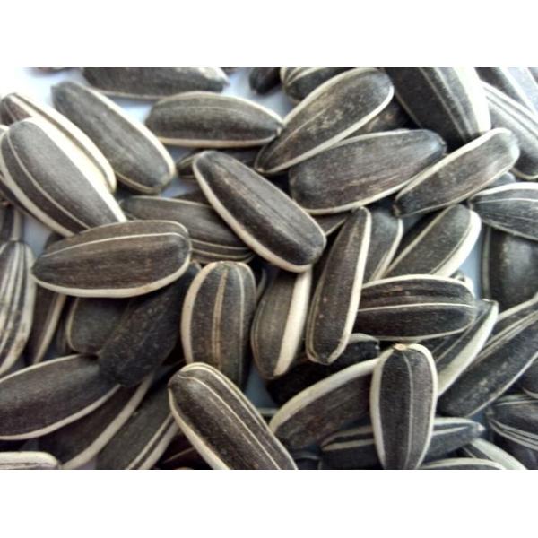 China High Quality Organic Melon Seeds Wholesale Bulk Fresh Snack Fry Sunflower Seeds Kernel