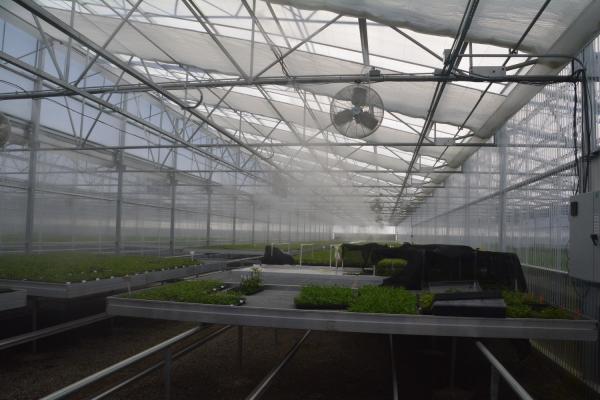 PE Plastic Film Greenhouse Multi Span Sawtooth Turnkey Project