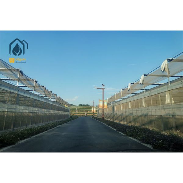 Internal Shading System Multi Span Greenhouse with Retractable 50-90 Percent Shade Net...