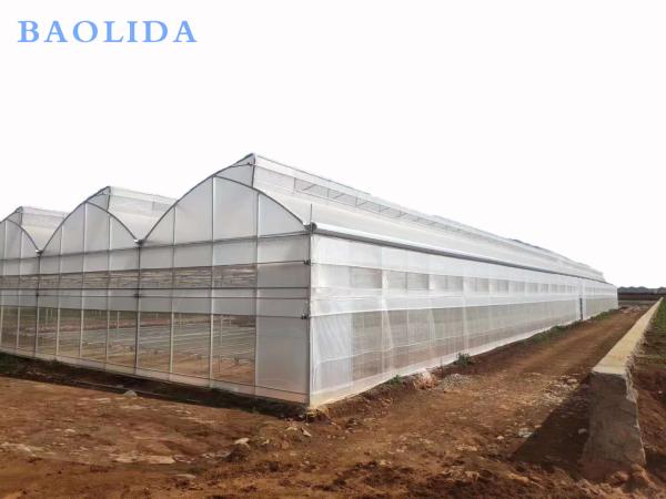 Tropical Roof Ventilation Strawberries Seedbed Nursery Multi Span Greenhouse