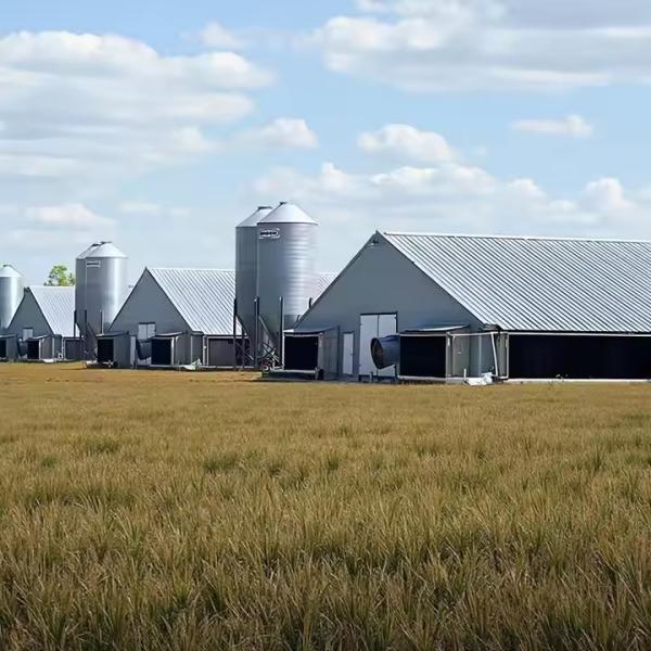 Bolt Connection Steel Structure Poultry House Weather Resistant ISO 9001 CE