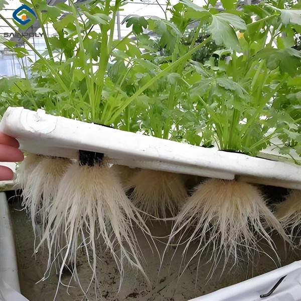 Customizable Agricultural Greenhouses Aeroponics Lettuce Hydroponics System
