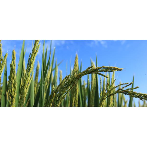 G-Teck Hydrolyzed Fish Protein Fertilizer 35% Fish Amino Acid As Fertilizer