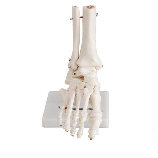 30x18x11cm Human Skeleton Model , Pvc 0.8kg Anatomical Foot Model