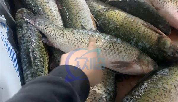 Máquina automática elétrica de remoção de escamas de peixe de tipo tambor Equipamento de processamento de frutos do mar de aço inoxidável