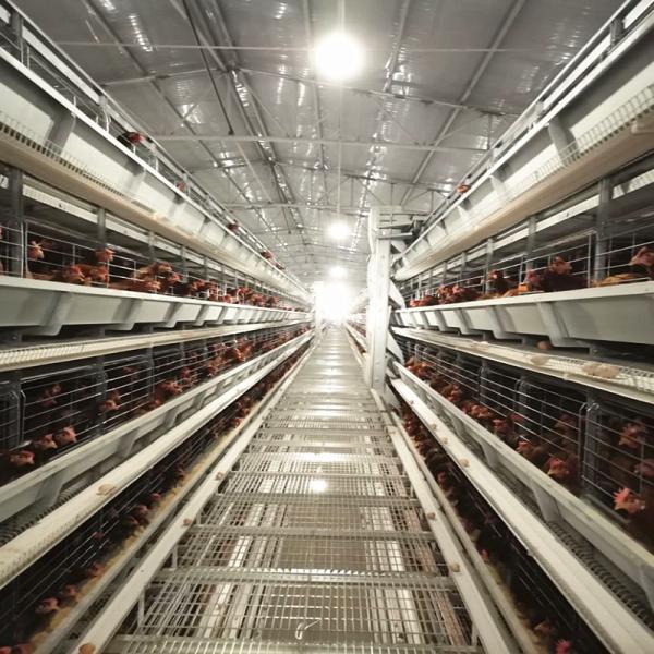 Durable Large Battery Chicken Cage Easy To Clean Layer Galvanized Steel