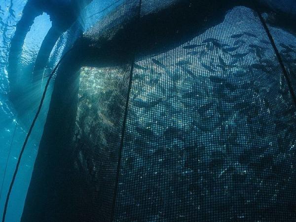 Australia nylon Netting 100-500mesh Nylon Mesh For AQUACULTURE CAGES & NETS