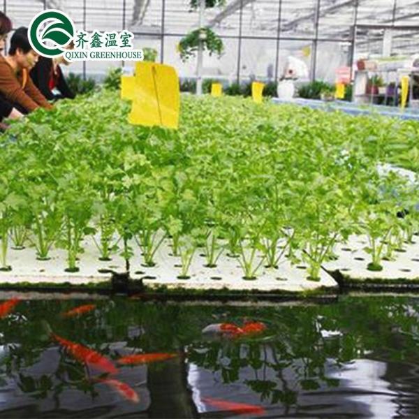 Vegetable Fruits Flowers Aquaponics System Multi-Span Agricultural Greenhouses Yield