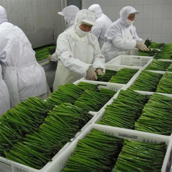 工場認証品質製造 IQF 冷凍アスパラガス
