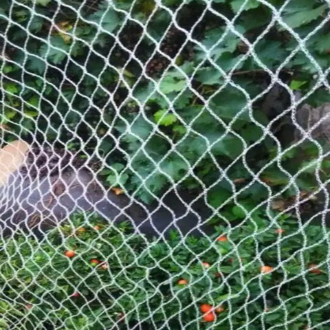 Lightweight Anti Bird Net For Orchards Gardens Fruit Orchard Netting