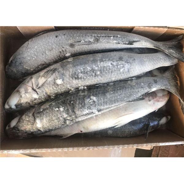 Кефаль Cephalus Cephalus опустошала кефаль 1000g 1500g замороженную серую