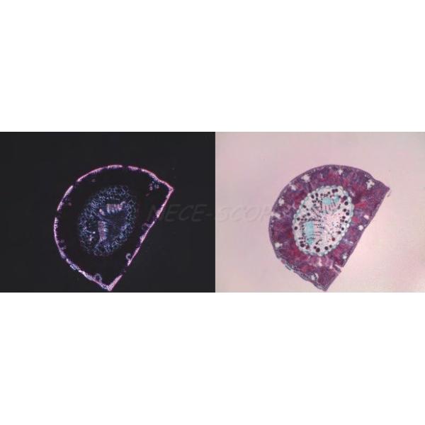 Trinocular Stereo Laboratory Biological Microscope With 3.2X Photo Eyepiece