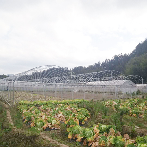 Film Cover Fiber Glass Greenhouse 8m Tunnel Width With Cooling Pad