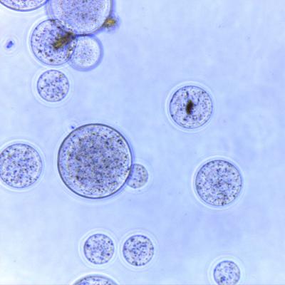 150 μm Magnetic Beads Protein Purification 10% Volume Ratio 5 mL