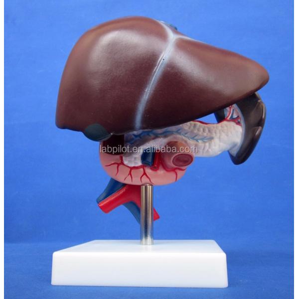 Function Human Liver Medical Anatomical demonstration of Pancreas and Duodenum Model