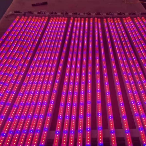 Customized T8 Split Lamp Tube LED Light Source in Pink Color for Project Installation