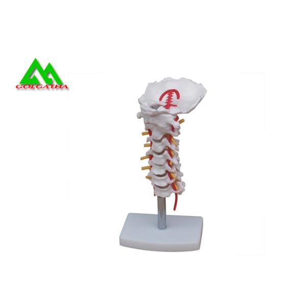 Human Anatomical Spine Model Medical Teaching Models For Students Life Size