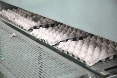 Pulp Egg / Apple Fruit Tray Moulding Machine With Drying System
