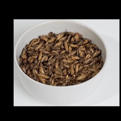 High Protein Dried Crickets Crispy Taste 12 Months Shelf Life