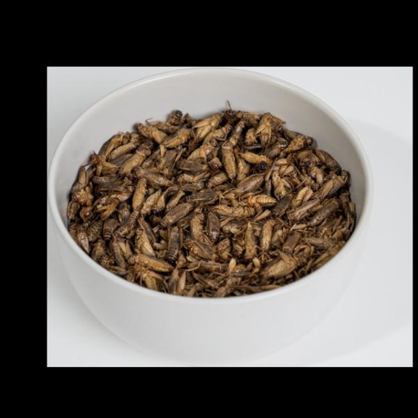 Stocked Crispy Animal Feed Dried Crickets Animal Feed