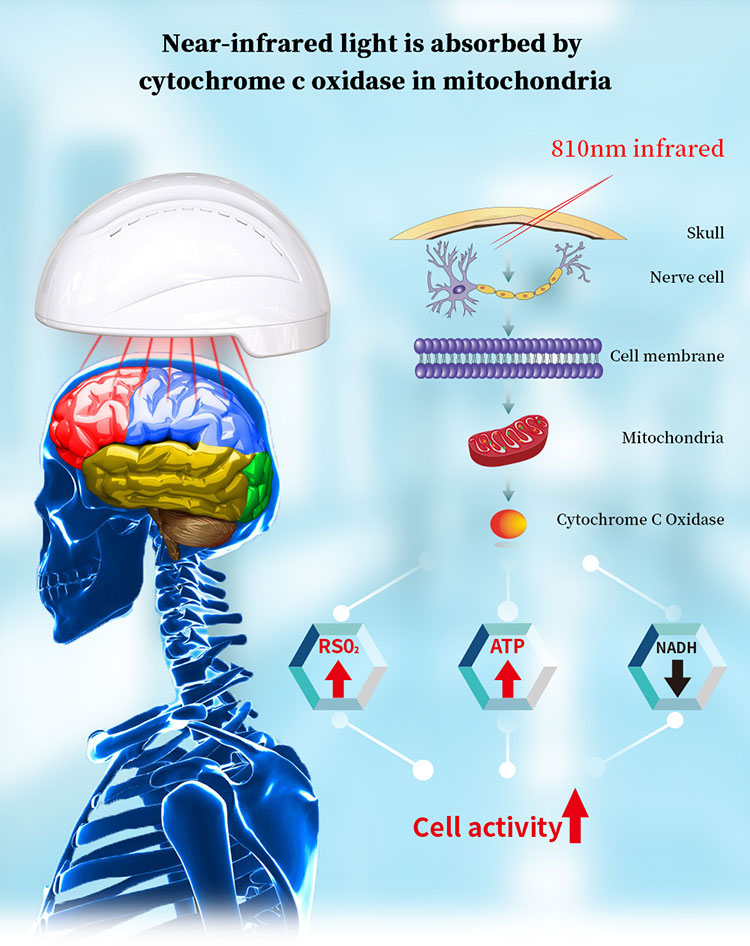 машина Biohackers Photobiomodulation стимулированием 810 nm LightBrain
