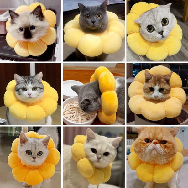 Amarillo de los cuellos del entrenamiento de Cat Elizabeth Ring Warm Anti Licking Pet
