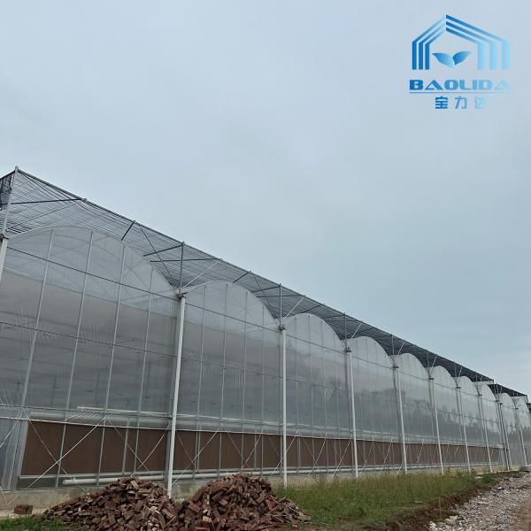 Tubos Galvanizados Inteligentes Tubo de Aço Tomate Filme de Plástico Arco Estufa Agrícola Estufa Multi-span Para Venda