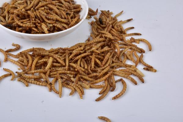 Mealworms Dried Mealworms 100% Pure Natural High Protein Custom Mealworms Dried Small Pet Food