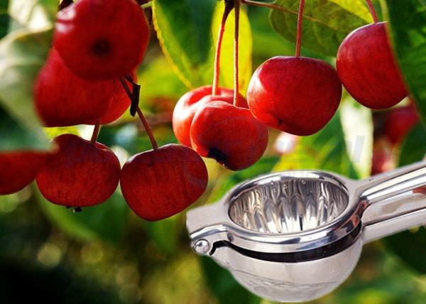 Espremedor de frutas do sumo de laranja das ferramentas de aço inoxidável da cozinha/imprensa comerciais Juicer do citrino