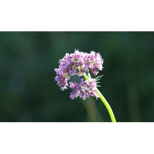 Natural sedative herbal medicine valerian root extract 0.8% Valerienic acid powder