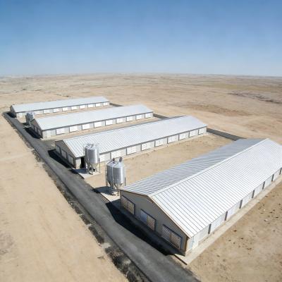 Install a durable steel-structured chicken house equipped with a ventilation and insulation system