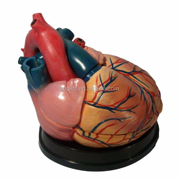 Hospitals' Top Choice 3D Human Heart Anatomy Model for Detailed and Accurate Learning