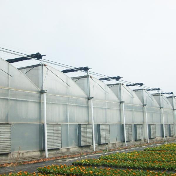 Тропический климат Многопролетный ветроустойчивый поли-тунельный пилозубный теплица