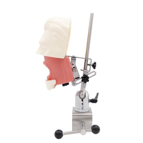 Dental Teaching Tooth Model Dental Simulator System Phantom Head for Training New Dental Implant Simulator Head