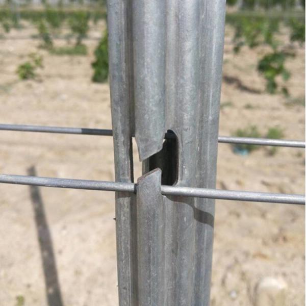 2.4m 2.5m Galvanised Steel Vineyard Posts Substitute Of Cement Posts And Wooden Posts